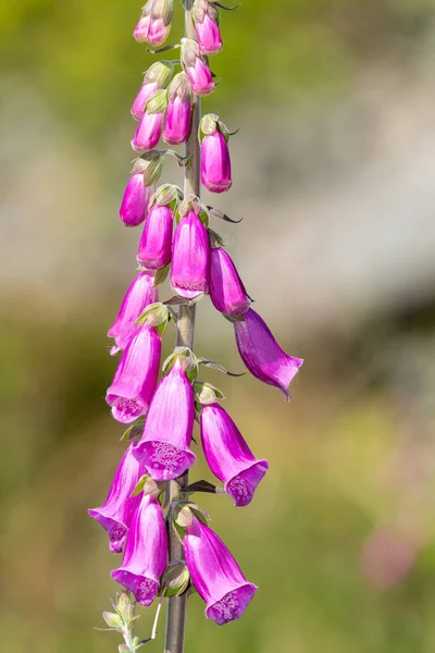 Primer Plano Una Flor Foxglove Digitalis Purpurea Común Flor —  Fotos de Stock