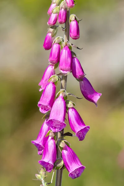 Close Uma Flor Comum Luva Raposa Digitalis Purpurea Flor — Fotografia de Stock