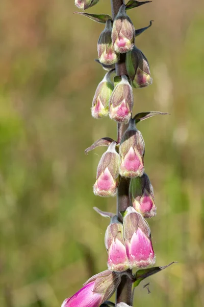 Close Buds Common Foxglove Digitalis Purpurea Flower — Stock Photo, Image