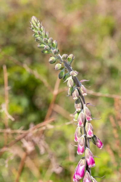 Close Buds Common Foxglove Digitalis Purpurea Flower — Stock Photo, Image