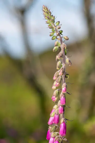 Close Common Foxglove Digitalis Purpurea Flower Bloom — Stock Photo, Image