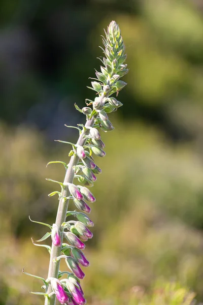 Close Buds Common Foxglove Digitalis Purpurea Flower — Stock Photo, Image