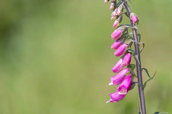 Primer Plano Una Flor Foxglove Digitalis Purpurea Común Flor —  Fotos de Stock