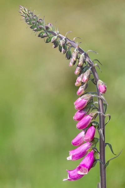 Primer Plano Una Flor Foxglove Digitalis Purpurea Común Flor —  Fotos de Stock