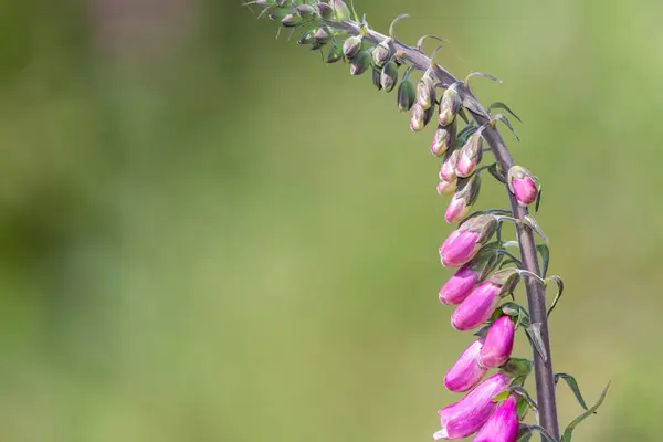 Gros Plan Une Fleur Girofle Commun Digitalis Purpurea Fleur — Photo