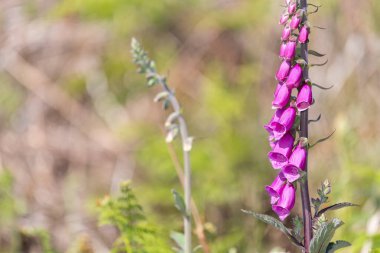 Çiçek açmış bir yüksükotu (digitalis purpurea) çiçeğini kapat