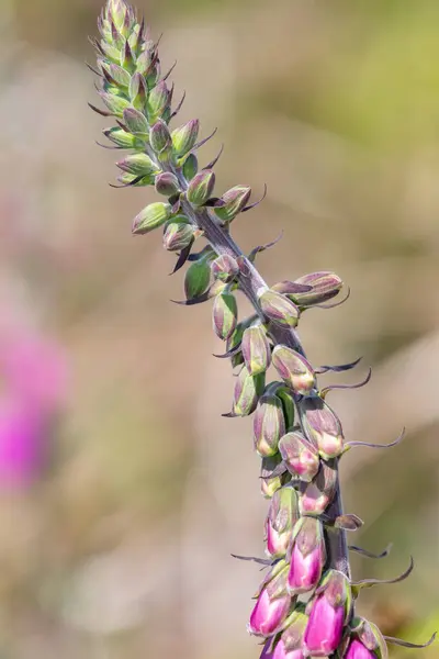 Close Common Foxglove Digitalis Purpurea Flower Bloom — Stock Photo, Image