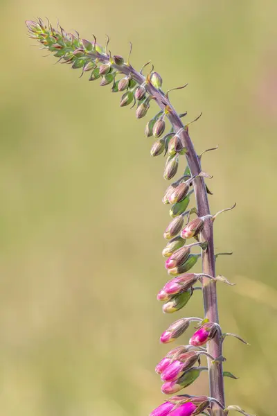 Gros Plan Une Fleur Girofle Commun Digitalis Purpurea Fleur — Photo