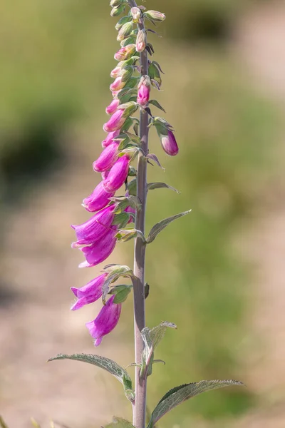 Close Uma Flor Comum Luva Raposa Digitalis Purpurea Flor — Fotografia de Stock