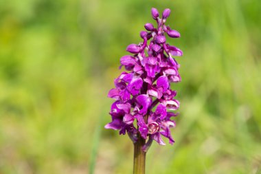 Çiçek açmış erken bir mor orkide (orchis mascula) çiçeğine yaklaş