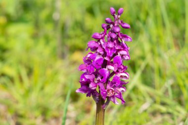 Çiçek açmış erken bir mor orkide (orchis mascula) çiçeğine yaklaş