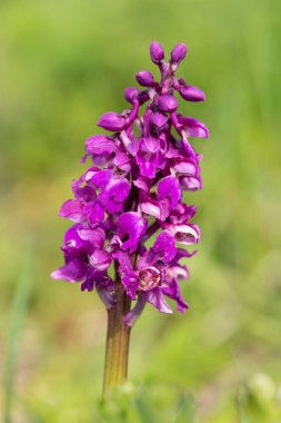 Çiçek açmış erken bir mor orkide (orchis mascula) çiçeğine yaklaş
