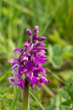 Çiçek açmış erken bir mor orkide (orchis mascula) çiçeğine yaklaş