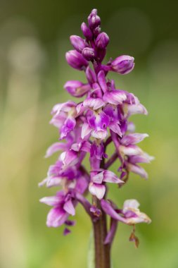Çiçek açmış erken bir mor orkide (orchis mascula) çiçeğine yaklaş