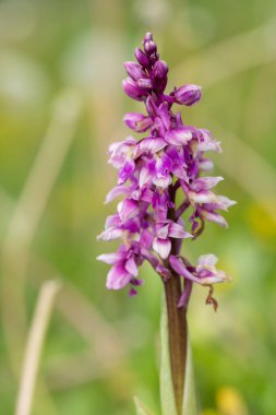 Çiçek açmış erken bir mor orkide (orchis mascula) çiçeğine yaklaş