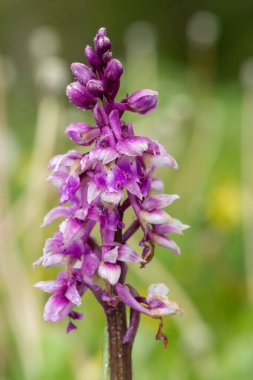 Çiçek açmış erken bir mor orkide (orchis mascula) çiçeğine yaklaş