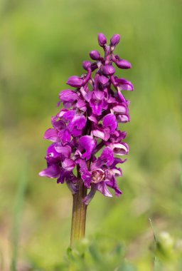 Çiçek açmış erken bir mor orkide (orchis mascula) çiçeğine yaklaş