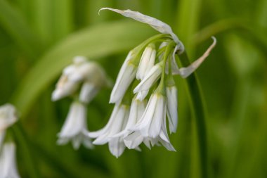 Üç köşeli pırasa (allium triquetrum) çiçeğinin açılışını kapat