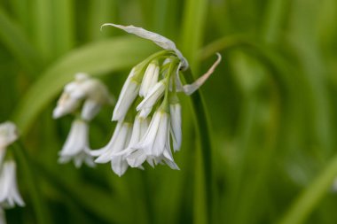 Üç köşeli pırasa (allium triquetrum) çiçeğinin açılışını kapat