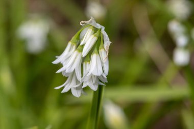 Üç köşeli pırasa (allium triquetrum) çiçeğinin açılışını kapat