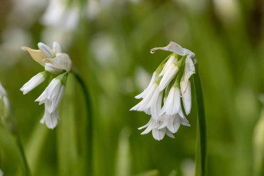 Üç köşeli pırasa (allium triquetrum) çiçeğinin açılışını kapat