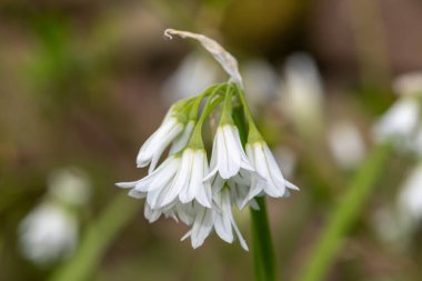 Üç köşeli pırasa (allium triquetrum) çiçeğinin açılışını kapat