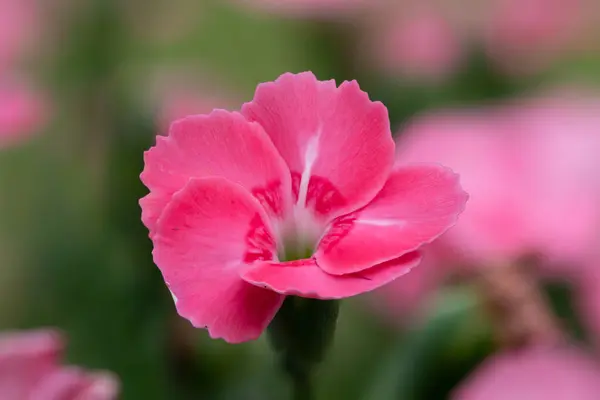 Macro Shot Pink Dianthus Flower Bloom — Stock Photo, Image