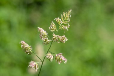 Tohumları ve polenleri kedi otuna yakın tut (dactylis glomerata)