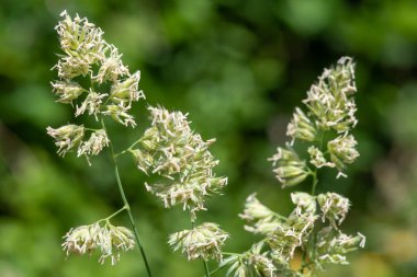 Tohumları ve polenleri kedi otuna yakın tut (dactylis glomerata)