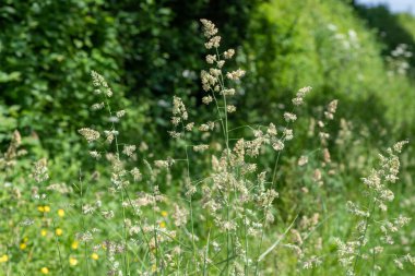 Tohumları ve polenleri kedi otuna yakın tut (dactylis glomerata)