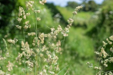 Tohumları ve polenleri kedi otuna yakın tut (dactylis glomerata)