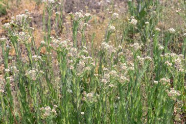 Field Cress 'in (lepidyum campestre) açılışını kapat