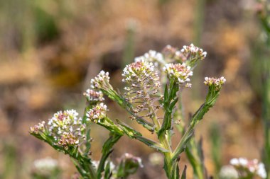 Çiçek açan bir tarla teresinin (lepidyum campestre) kapağı