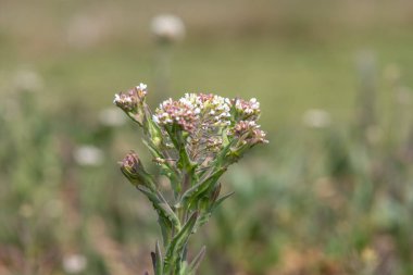 Çiçek açan bir tarla teresinin (lepidyum campestre) kapağı