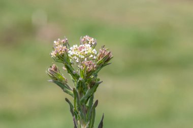 Çiçek açan bir tarla teresinin (lepidyum campestre) kapağı