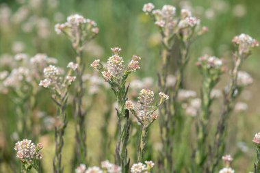 Field Cress 'in (lepidyum campestre) açılışını kapat