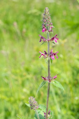 Çiçek açmış bir çit woundwort (stachys sylvatica) çiçeğini kapat