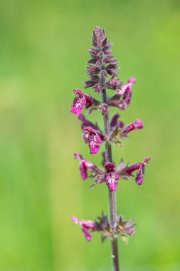 Çiçek açmış bir çit woundwort (stachys sylvatica) çiçeğini kapat