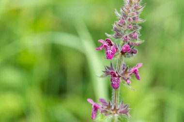 Çiçek açmış bir çit woundwort (stachys sylvatica) çiçeğini kapat