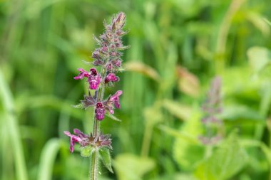 Çiçek açmış bir çit woundwort (stachys sylvatica) çiçeğini kapat