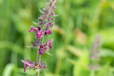 Çiçek açmış bir çit woundwort (stachys sylvatica) çiçeğini kapat