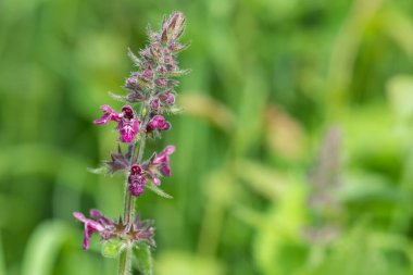 Çiçek açmış bir çit woundwort (stachys sylvatica) çiçeğini kapat