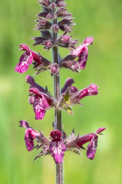 Sövényféreg Stachys Sylvatica Virágzásának Közelsége — Stock Fotó