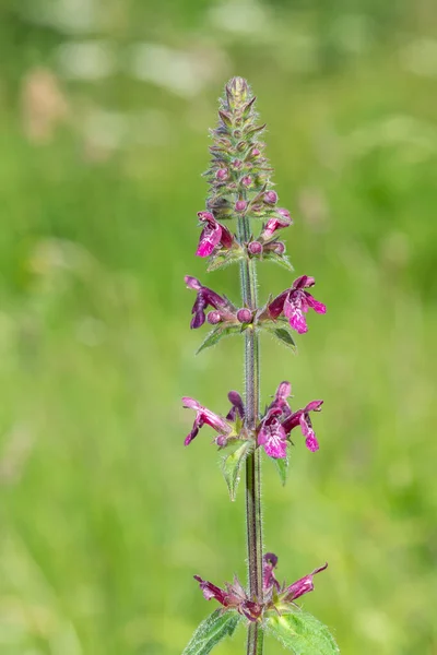 Close Hedge Woundwort Stachys Sylvatica Flower Bloom — Stock Photo, Image