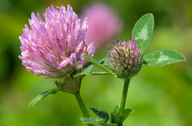 Kırmızı yonca üzerinde bir çiçeğin makro çekimi (trifolium pratense)
