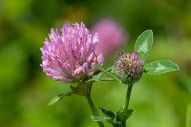 Kırmızı yonca üzerinde bir çiçeğin makro çekimi (trifolium pratense)