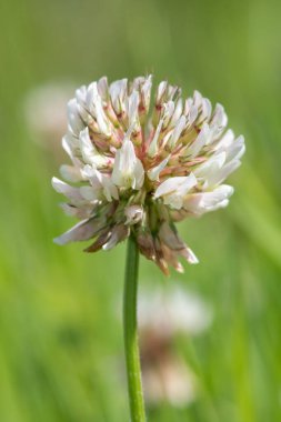 Macro shot of a white clover (trifolium repens) flower with a green background