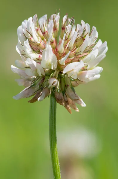 Macro Shot White Clover Trifolium Repens Flower Green Background — Zdjęcie stockowe