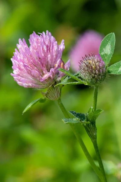 Macro Shot Flower Red Clover Trifolium Pratense Plant Stock Image