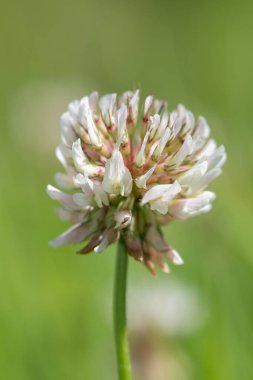 Macro shot of a white clover (trifolium repens) flower with a green background